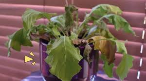 Penyebab Mati Tanaman