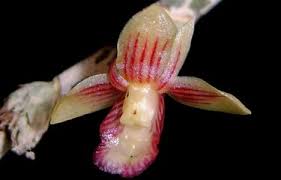 Mengamati Seksama Perilaku Tumbuhan